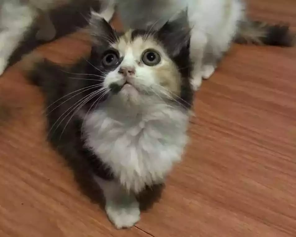 Kucing Persia Calico