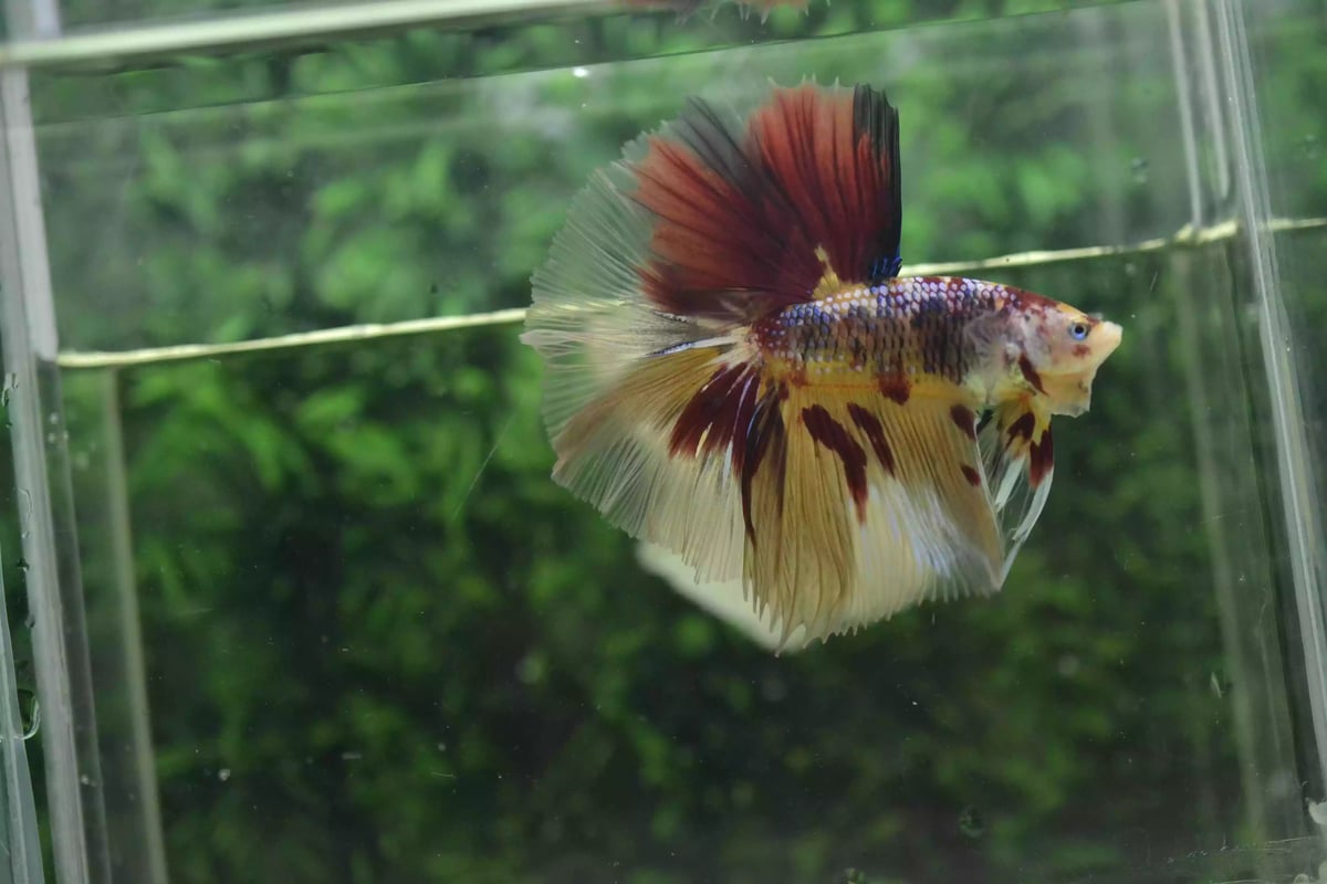 Ikan Cupang Halfmoon Red Multicolor