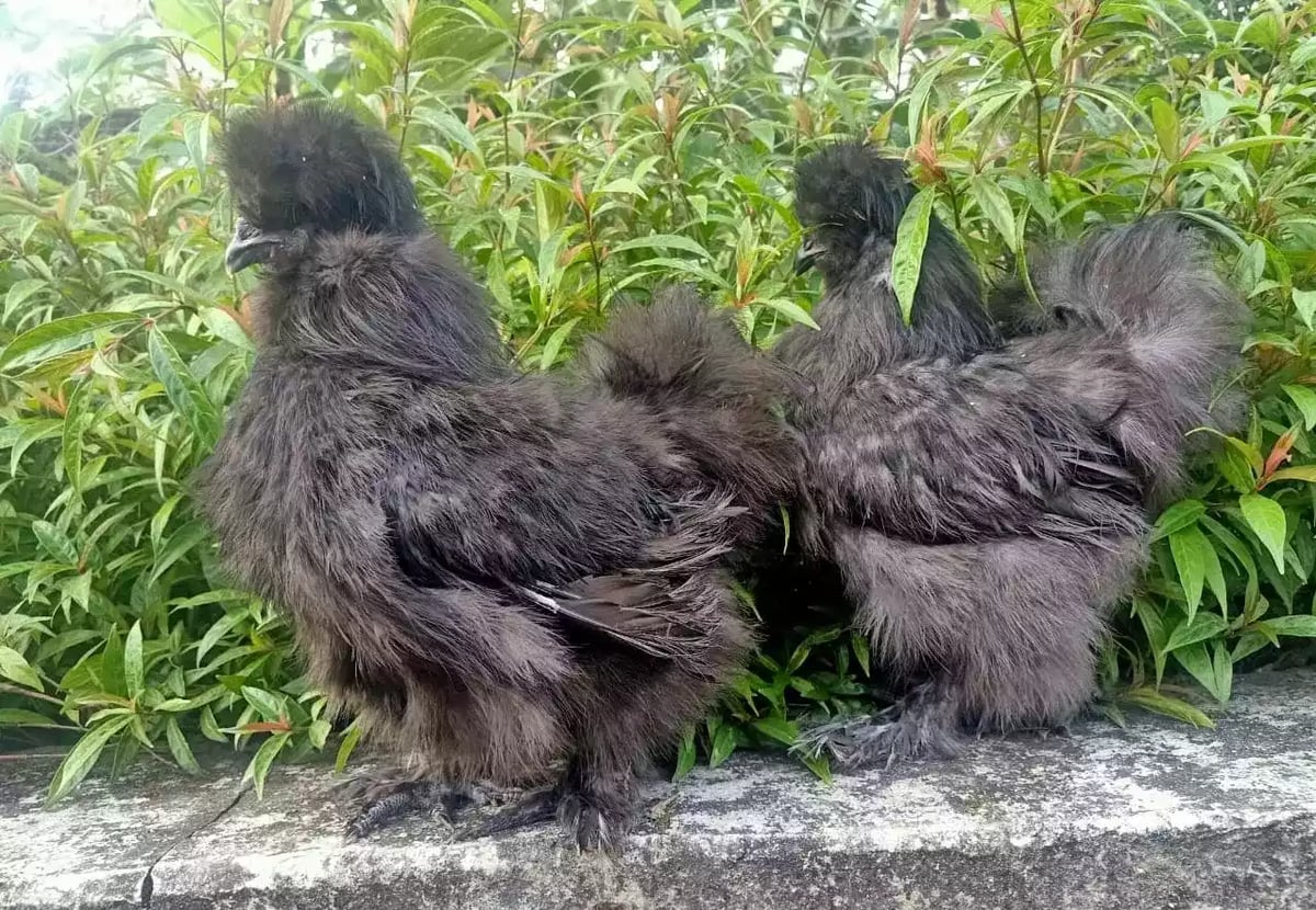 Ayam American Silkie