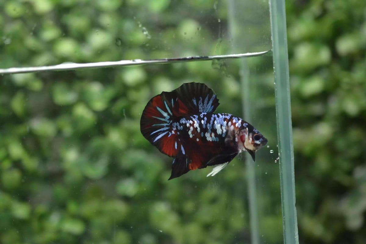 Ikan Cupang Plakat Avatar