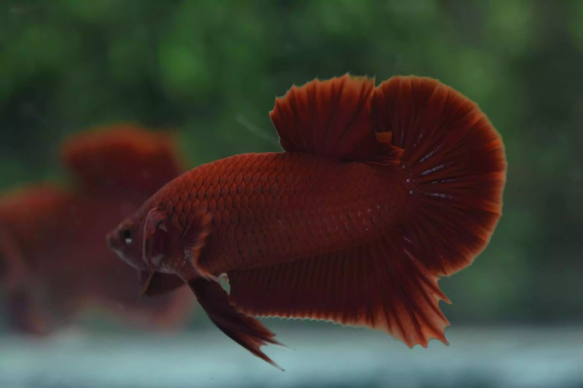 Ikan Cupang Plakat Super Red