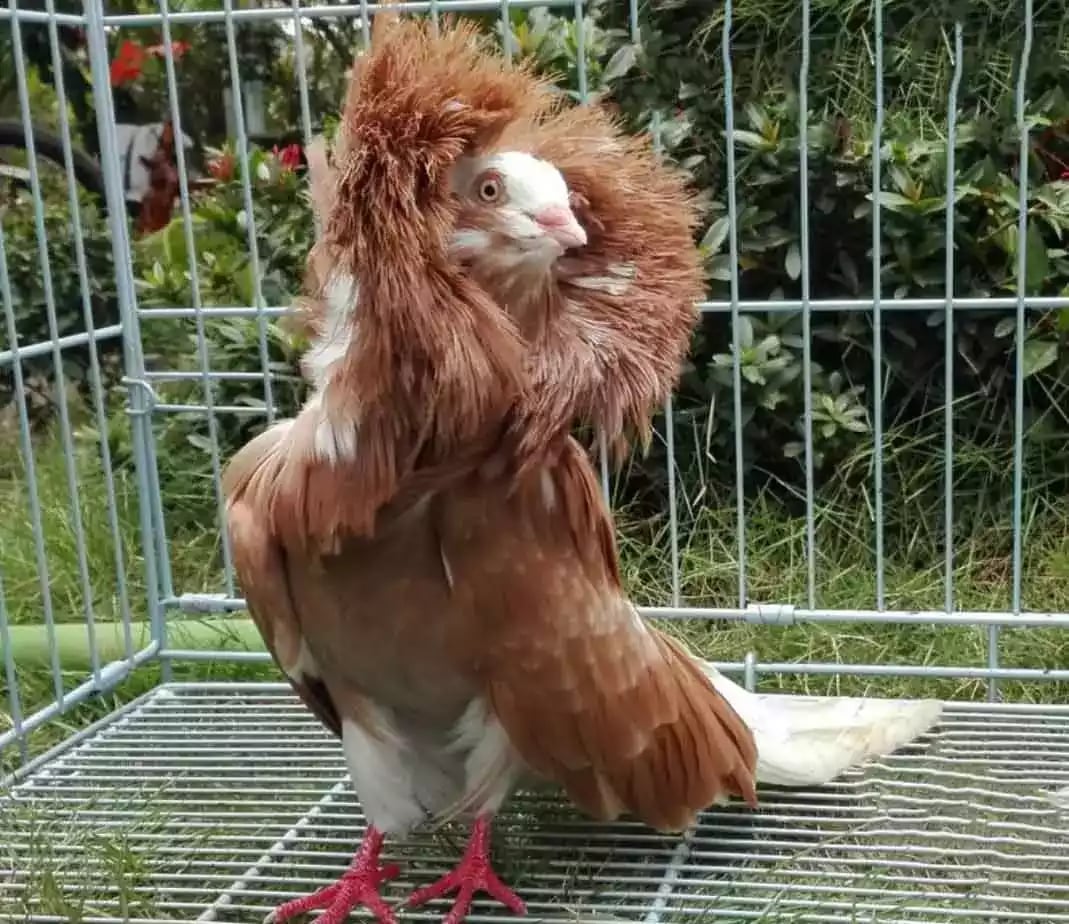 Burung Merpati Jacobin