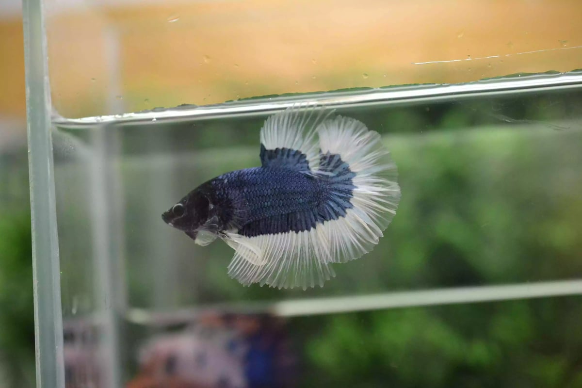 Ikan Cupang Halfmoon Combi