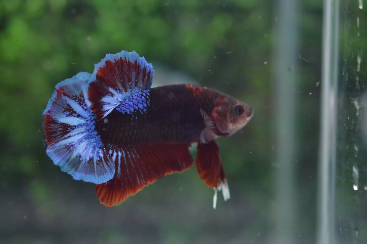 Ikan Cupang Plakat Line Hellboy