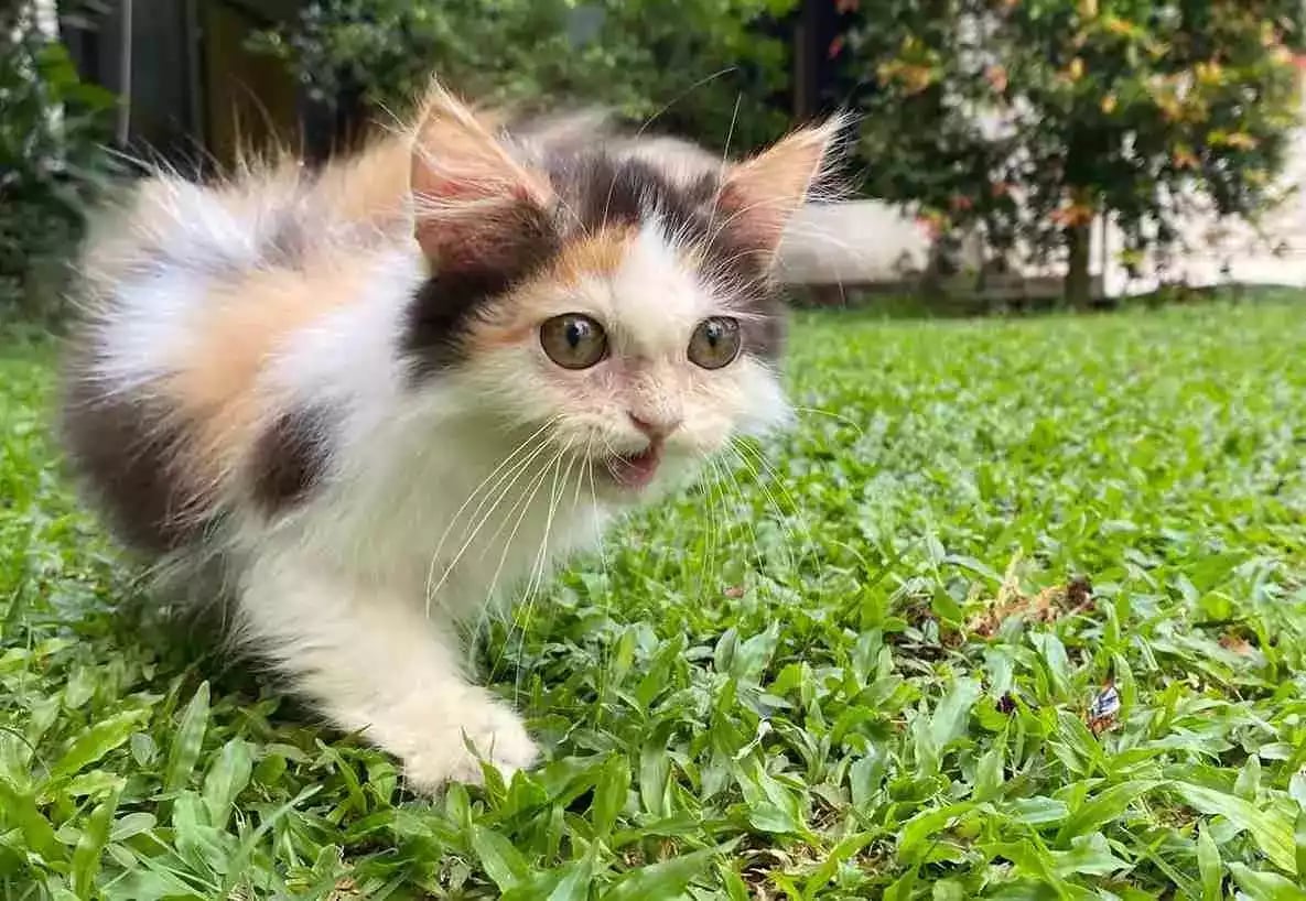 Kucing Persia Calico