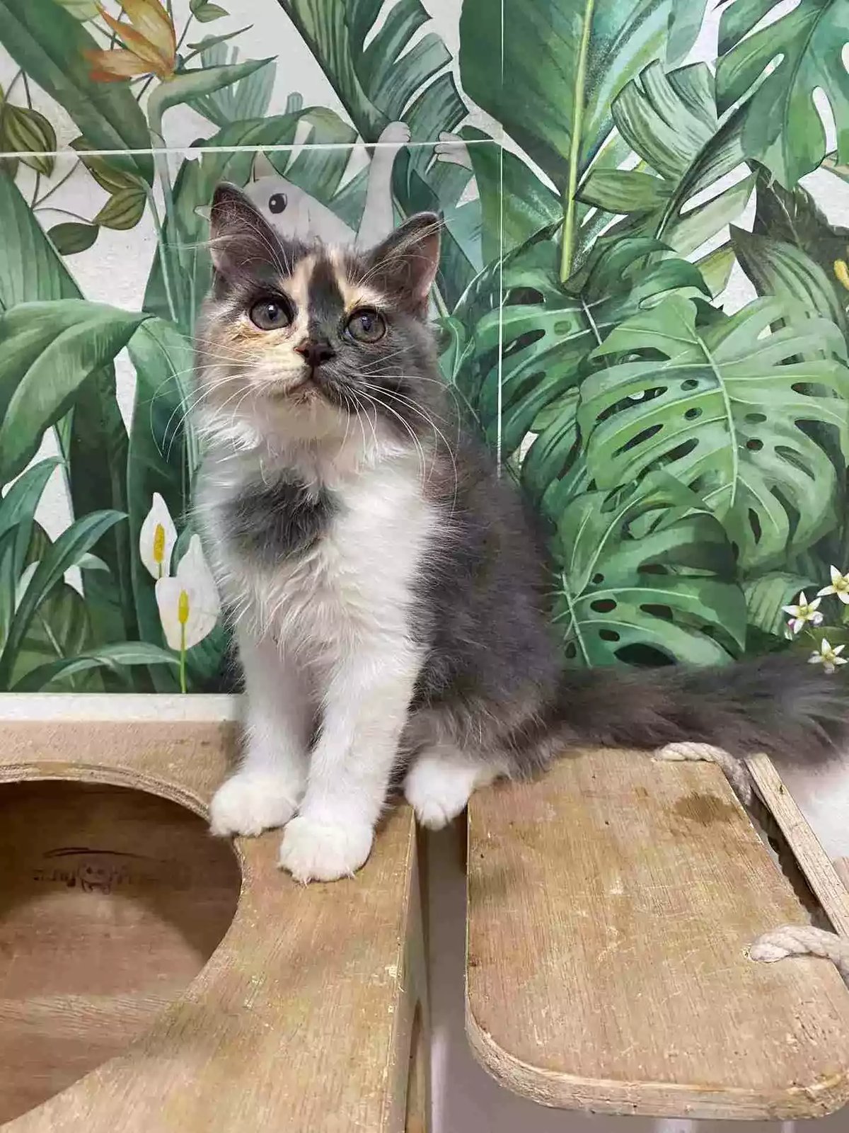 Kucing Persia Calico Bulu Lebat Aktif Lincah