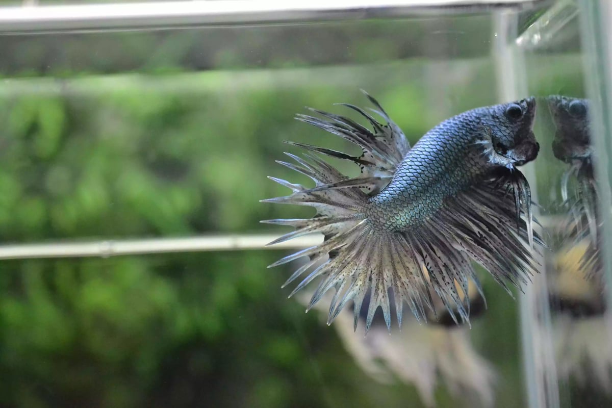 Ikan Cupang Crowntail Copper