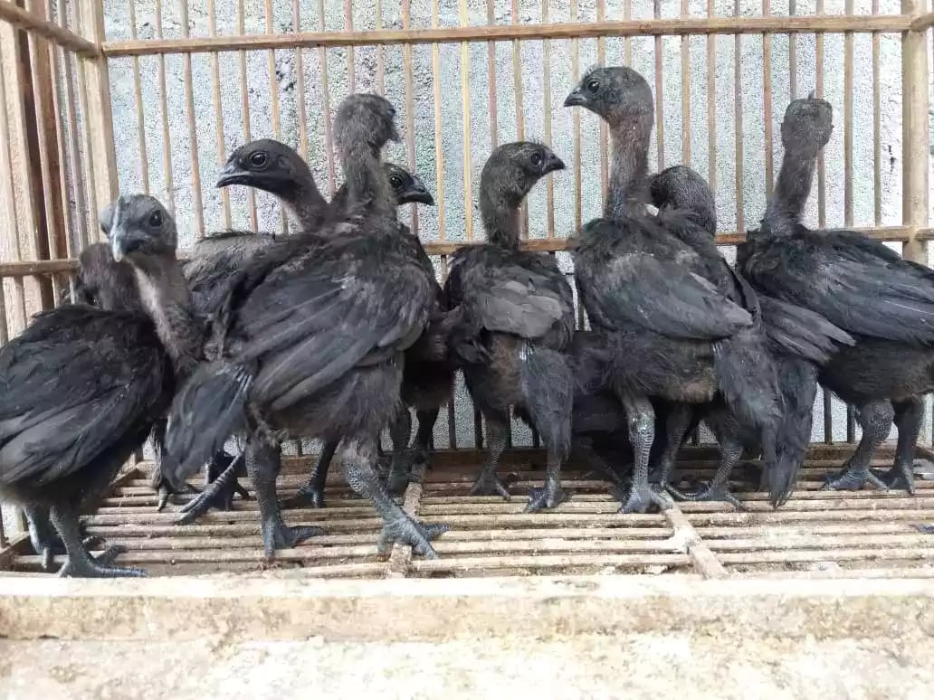 Ayam Cemani