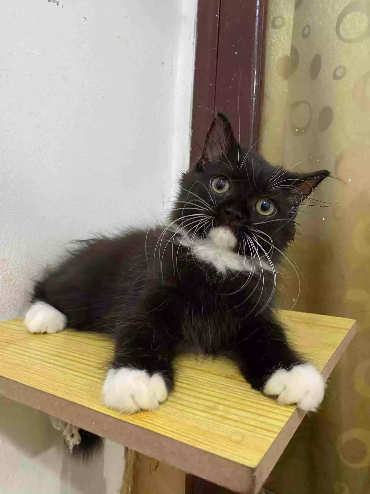 Kucing Persia Hitam Putih Longhair Bulu Lebat Aktif