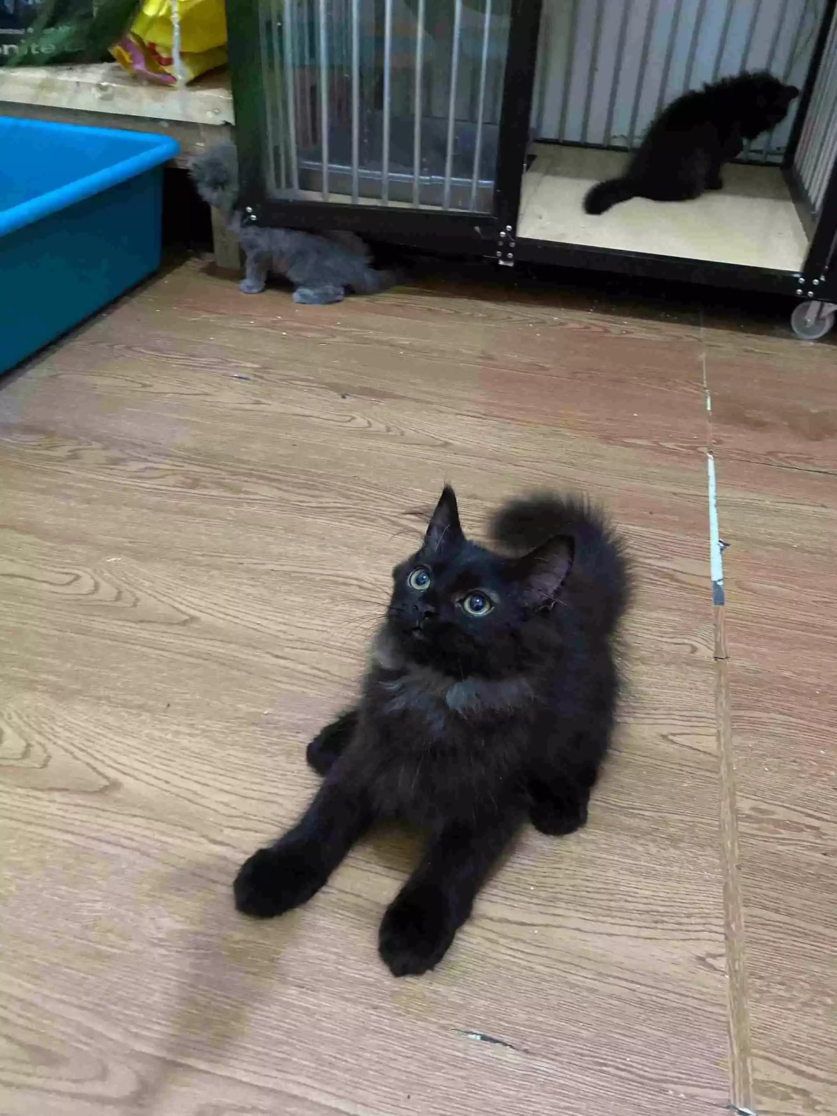 Kucing Persia Hitam Smoke Gelap Bulu Lebat Aktif