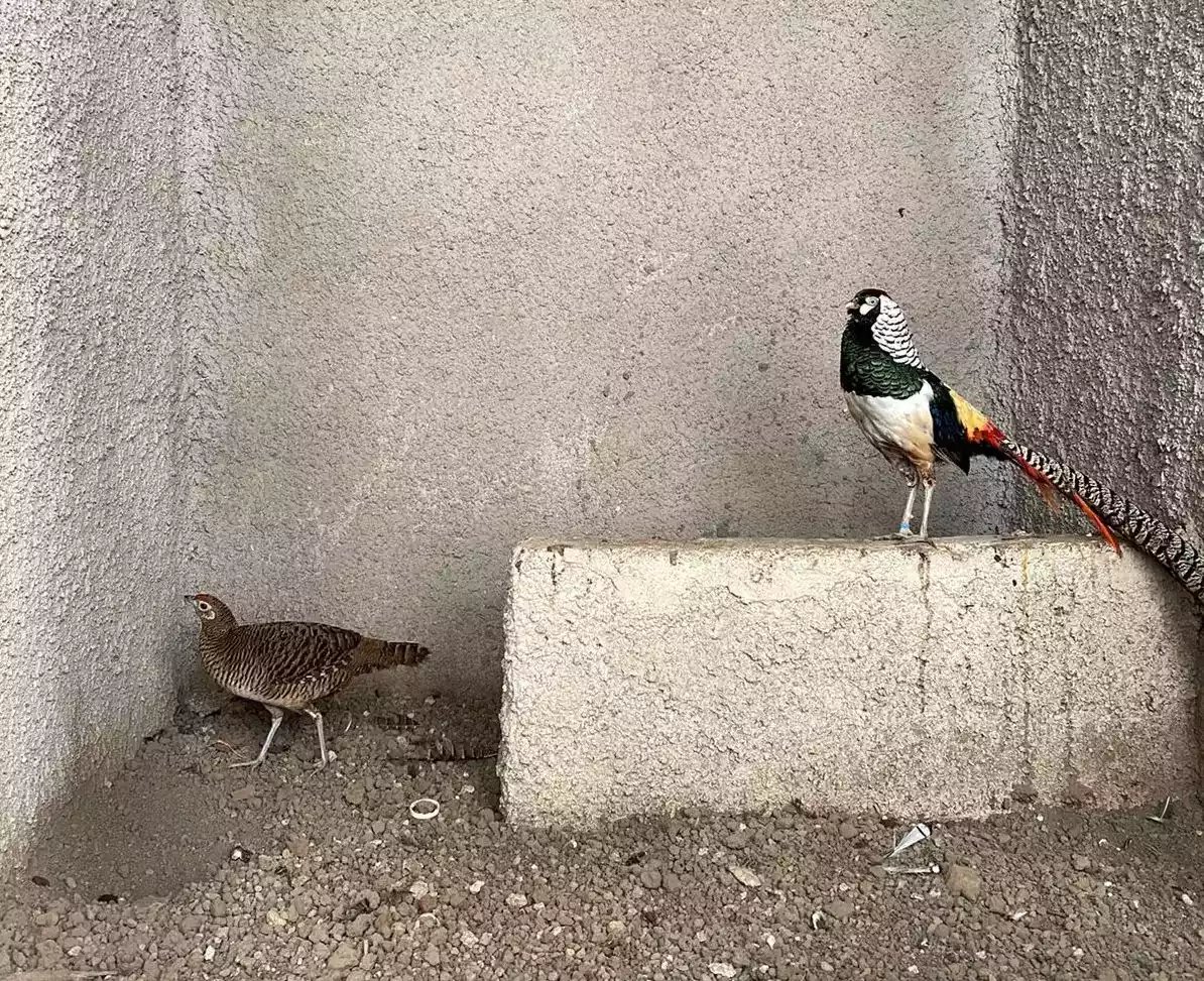 Lady Amherst's Pheasant