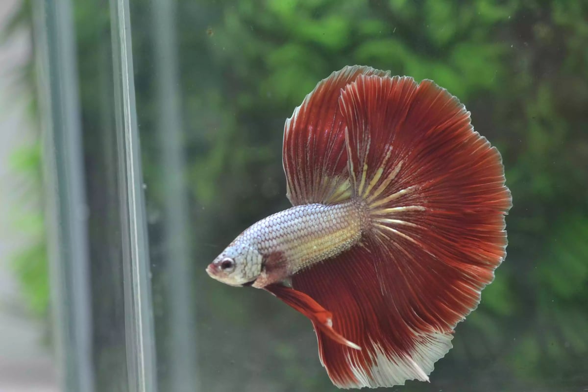 Ikan Cupang Halfmoon Red Copper