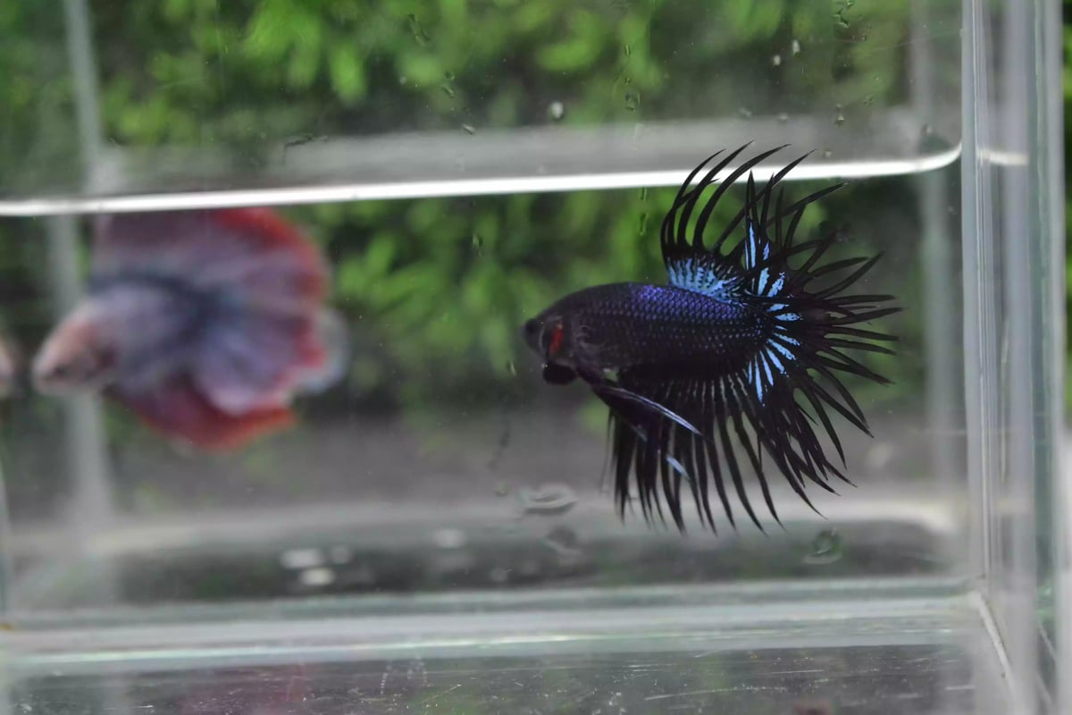 Ikan Cupang Crowntail Serit Black Orchid