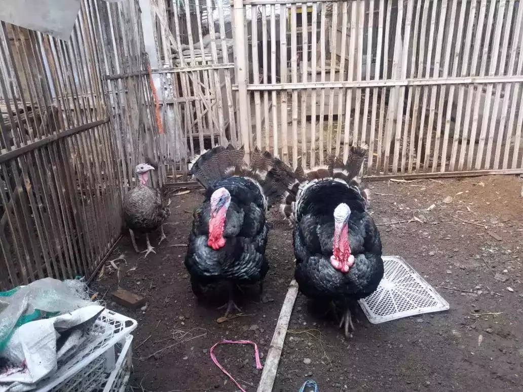 Kalkun Black Spanish