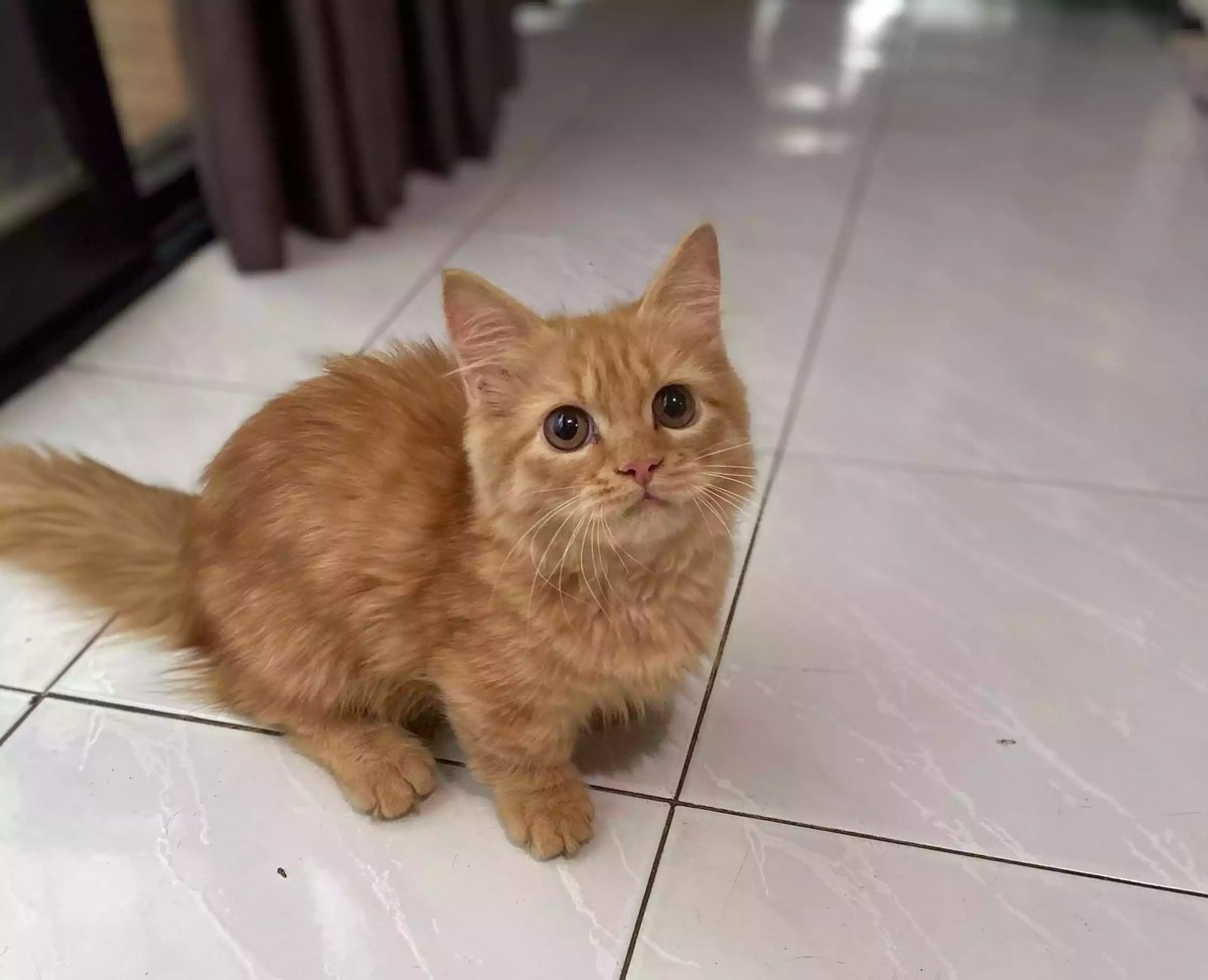 Kucing Munchkin Long Hair