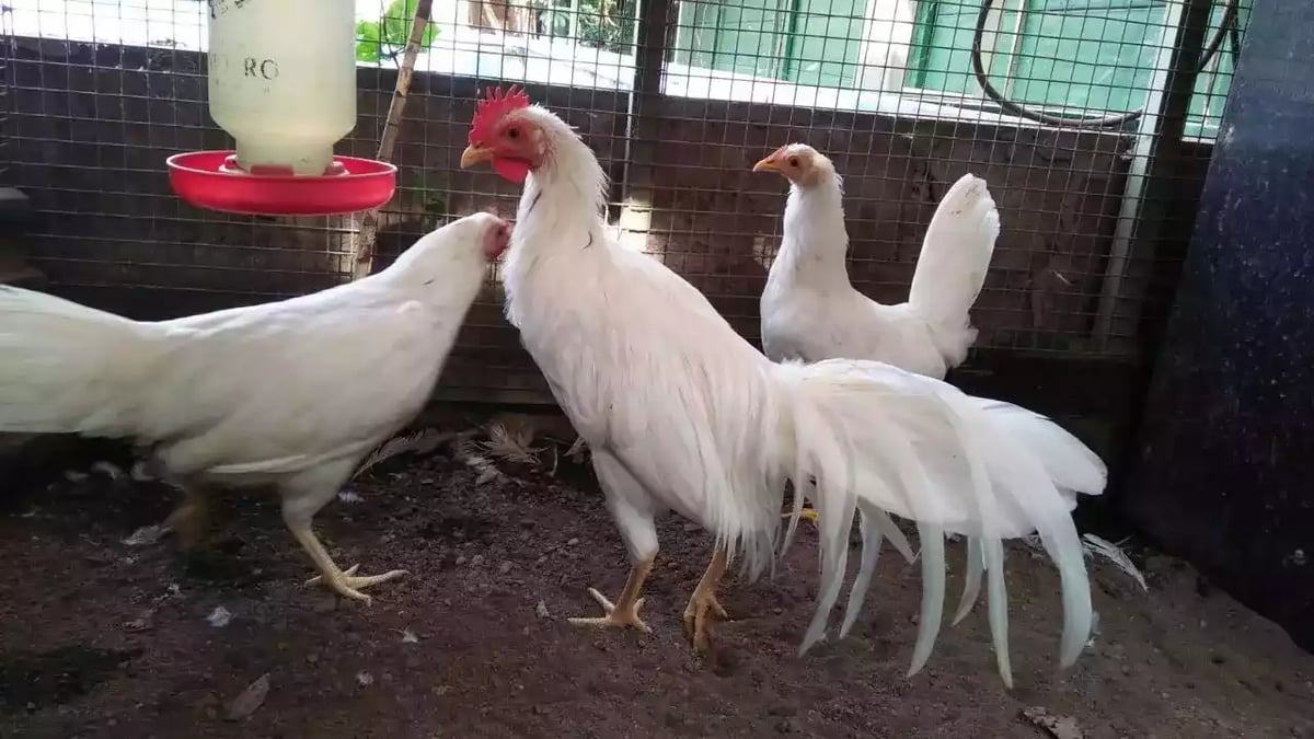 Ayam Onagadori
