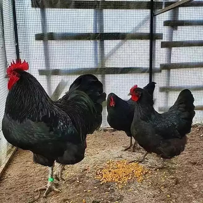 Ayam Australorp