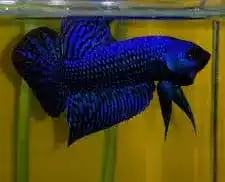 Ikan Cupang Alien Wild Betta Hybreed