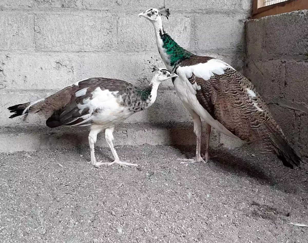 Burung Merak Blorok (Pied)