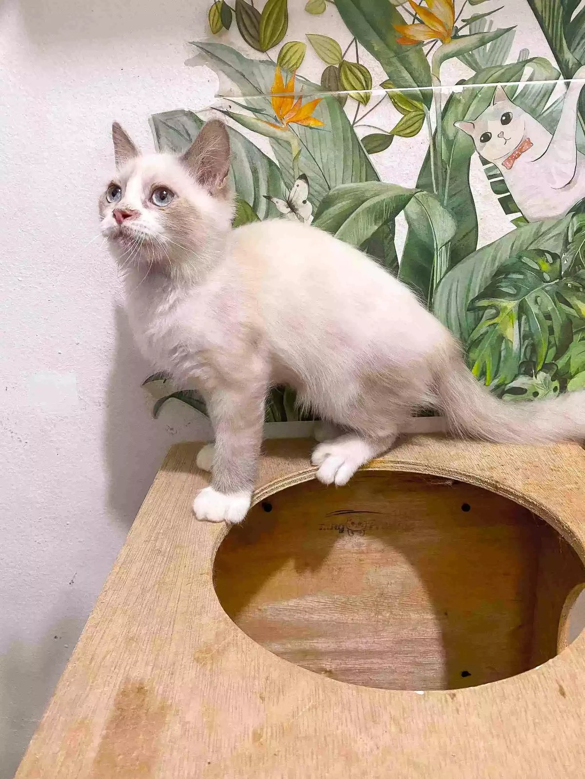 Kucing Himalaya Red Point Aktif Sehat Bulu Lebat