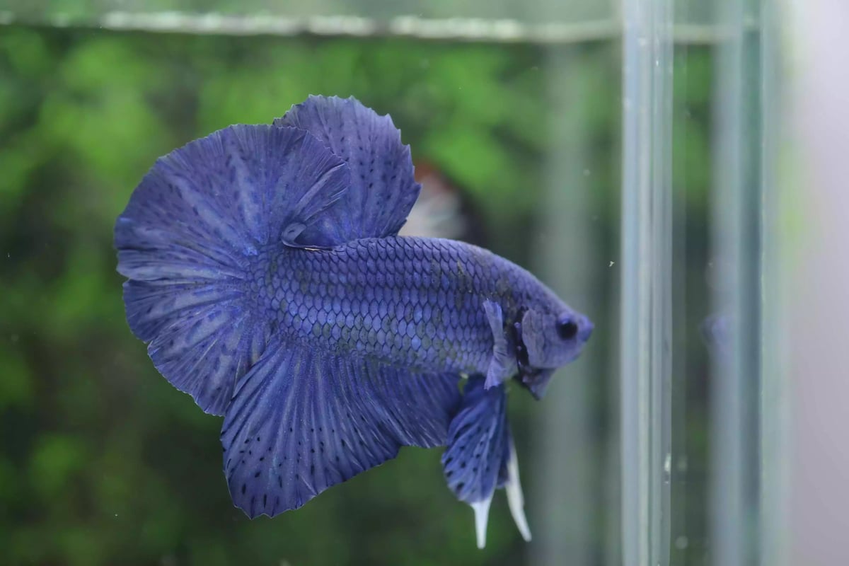 Ikan Cupang Halfmoon PK Blue