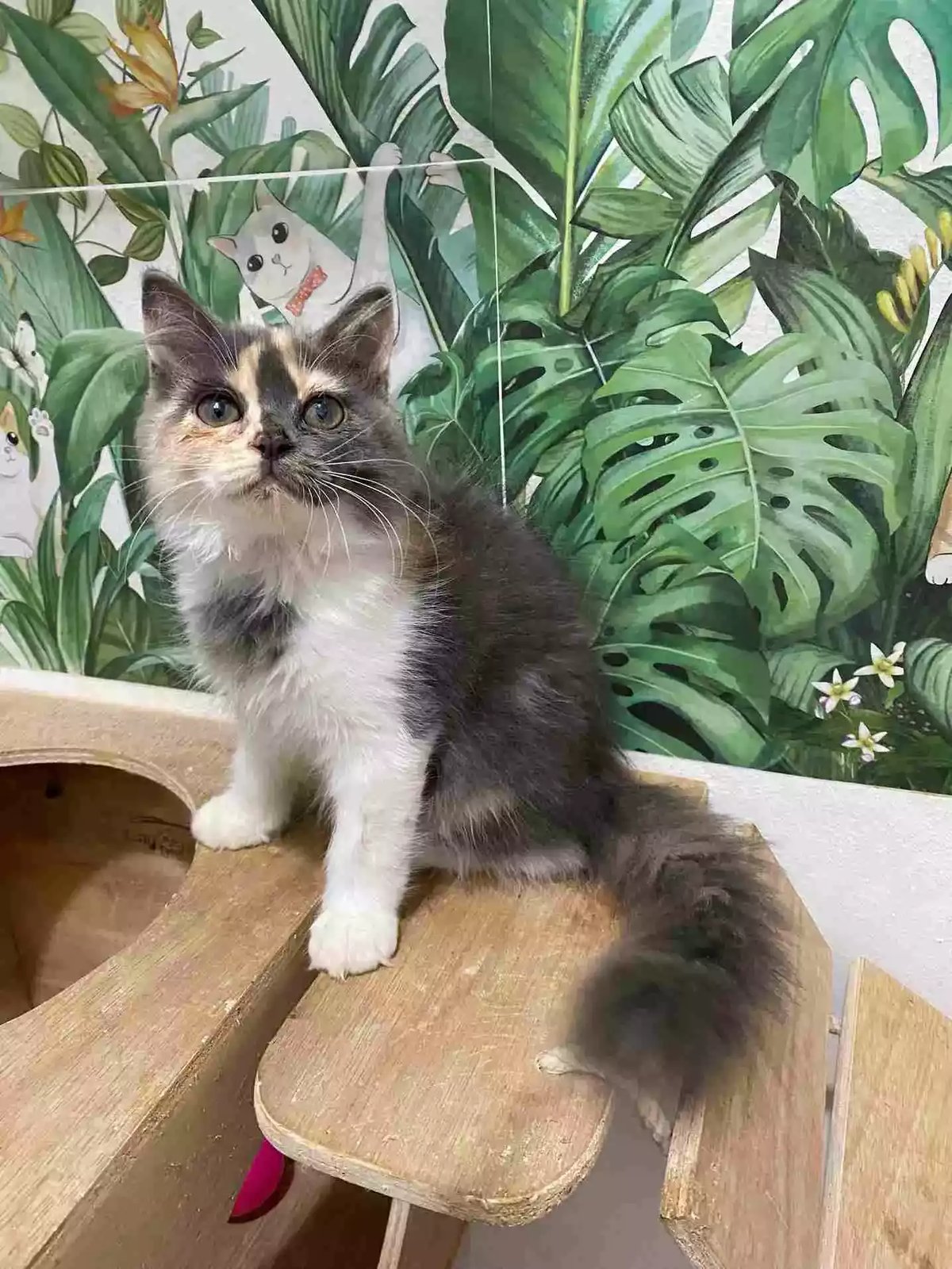 Kucing Persia Calico Bulu Lebat Aktif Lincah