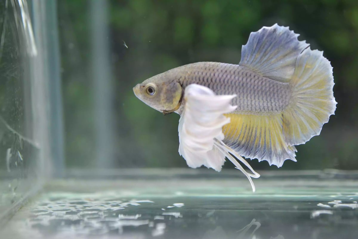 Ikan Cupang Dumbo Ear