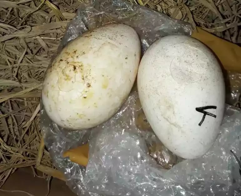 Telur Ayam Mutiara White (Putih)