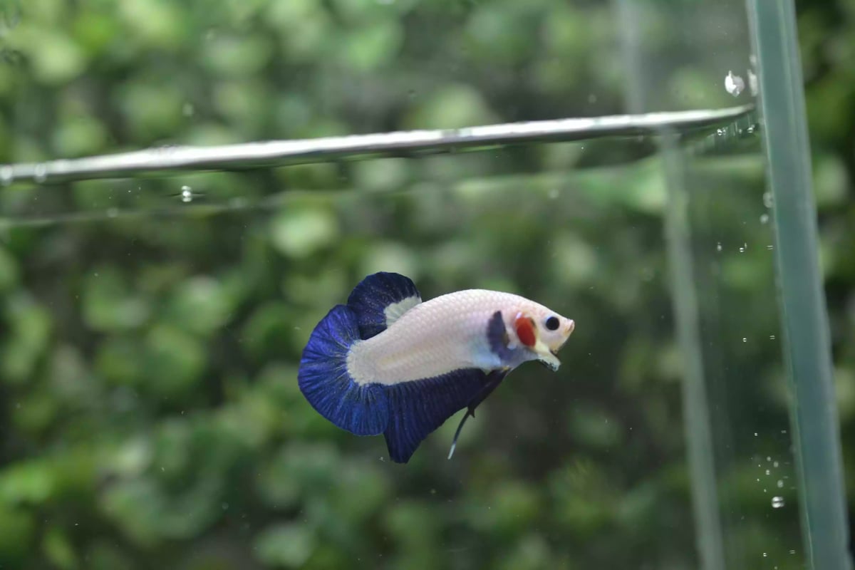 Ikan Cupang Plakat Bluerim