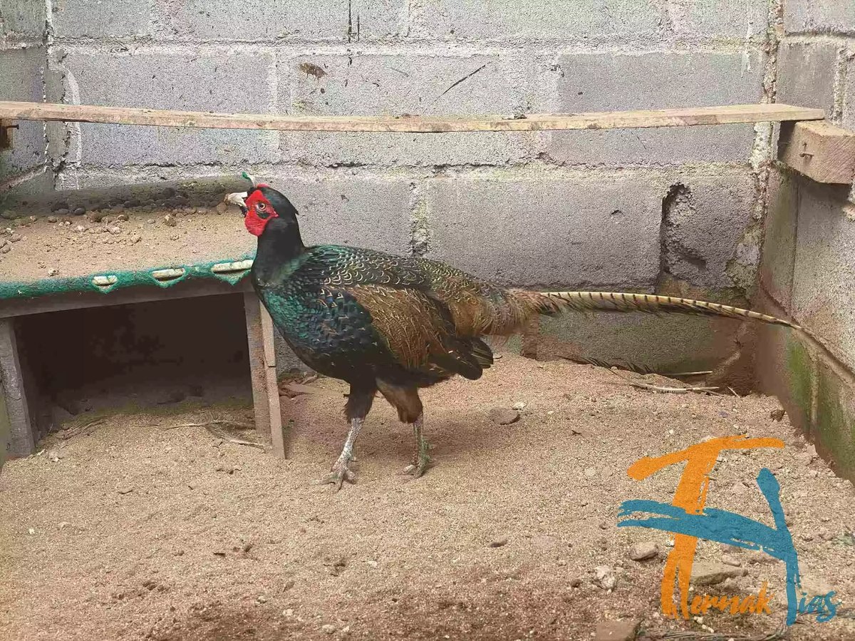 Ringneck Pheasant Hijau