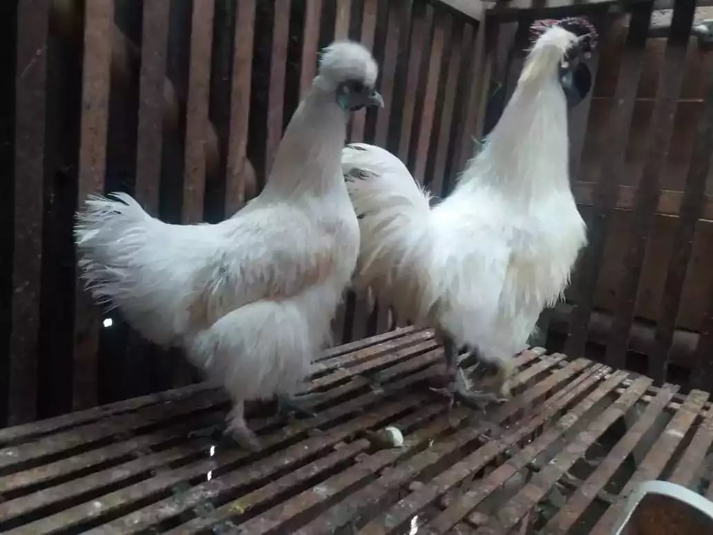 Ayam Kapas