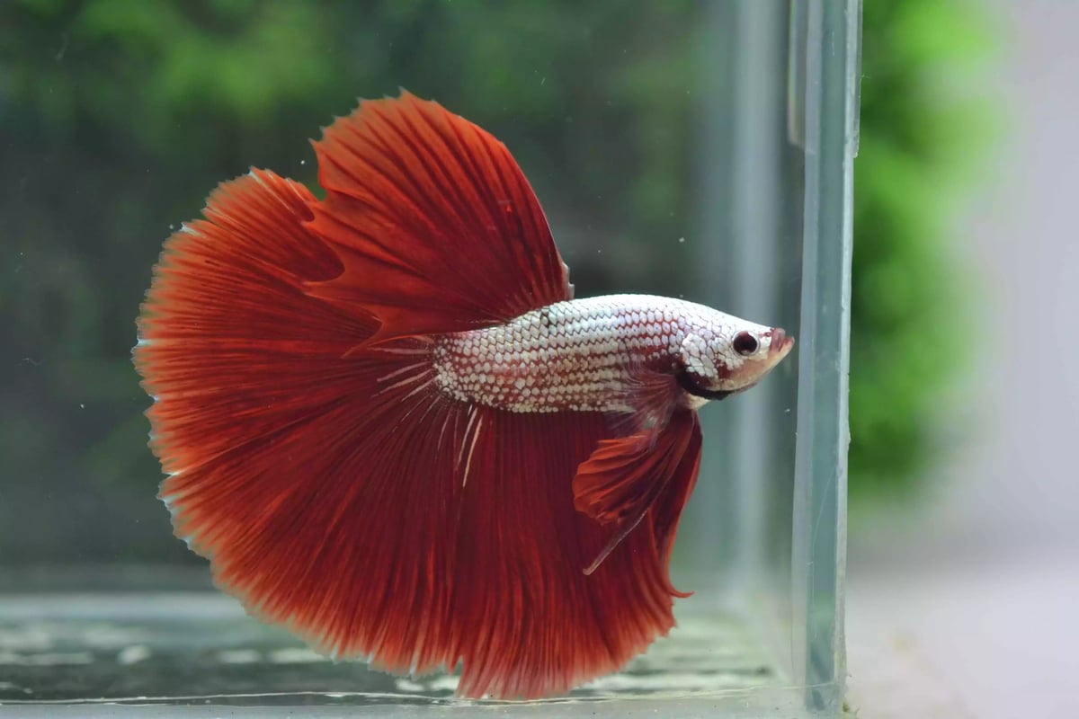 Ikan Cupang Halfmoon Red Copper