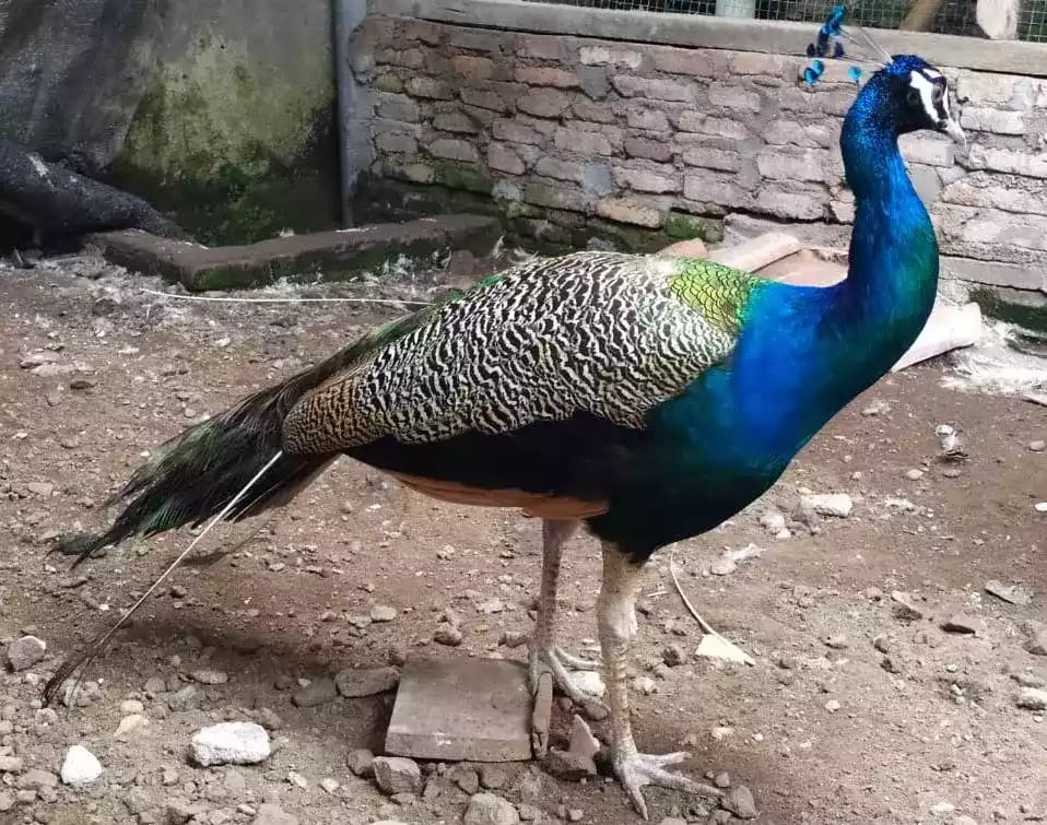 Burung Merak Blackshoulder Biru