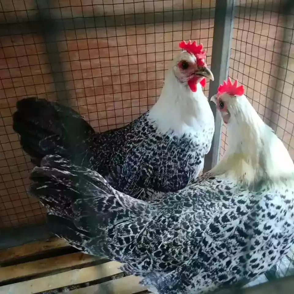 Pullet Ayam Arab 