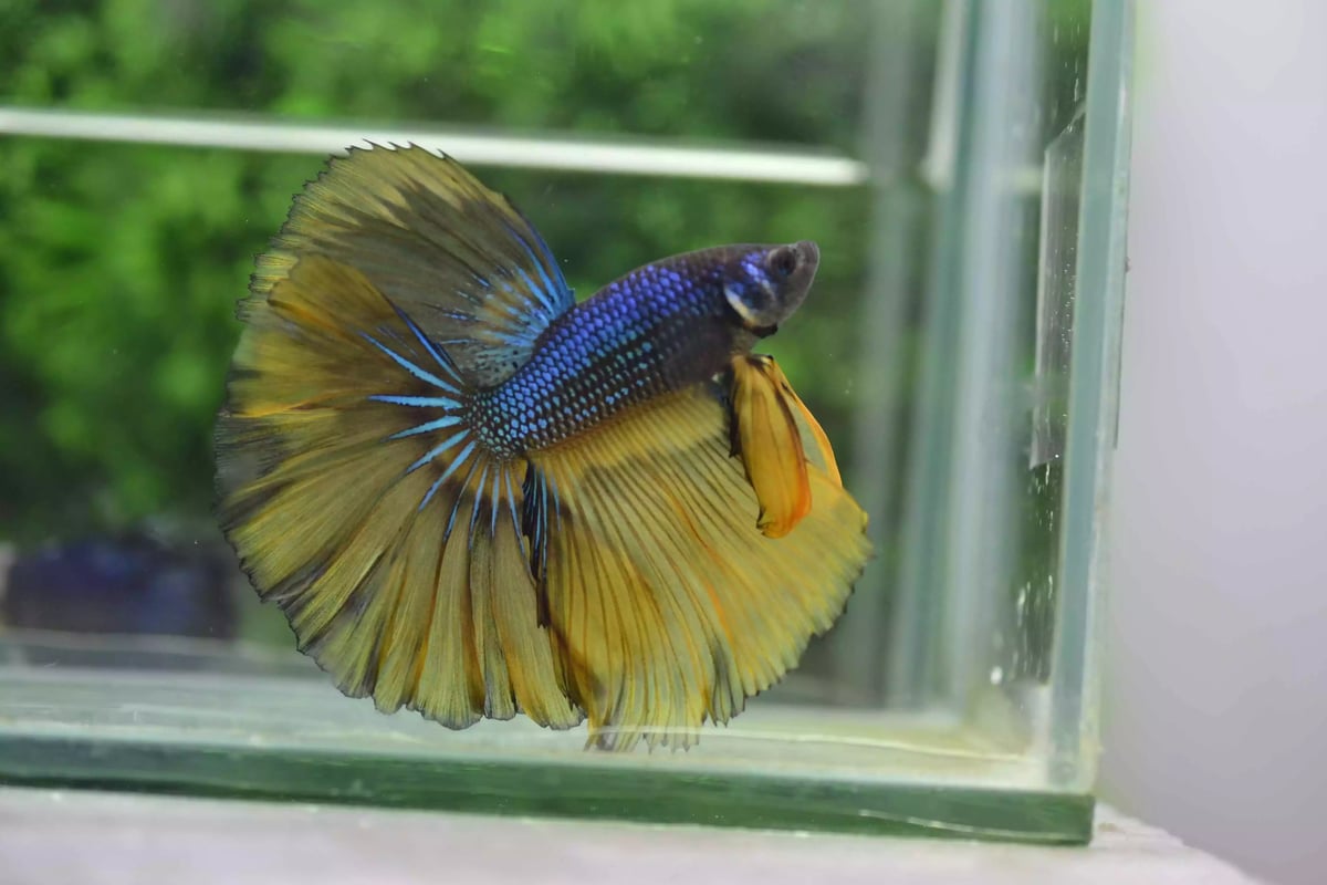 Ikan Cupang Rosetail MG Yellow Blue
