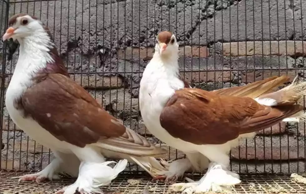 Burung Merpati Lahore