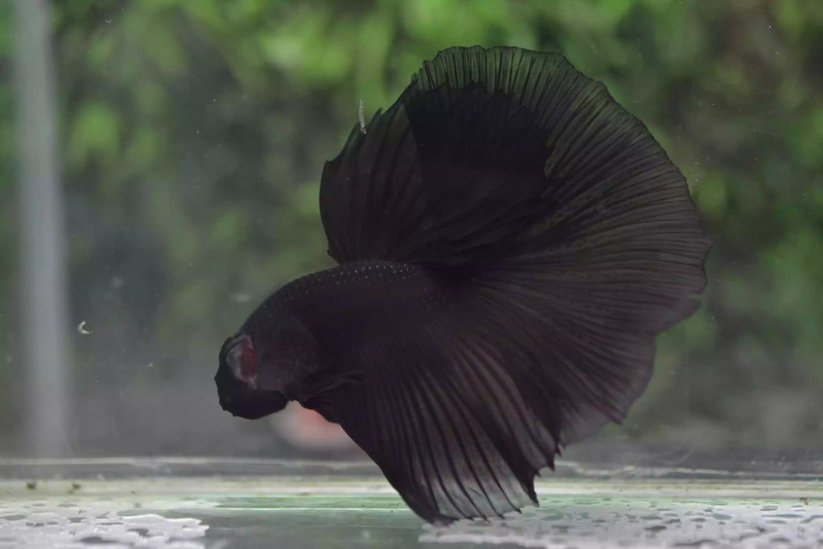 Ikan Cupang Halfmoon Black