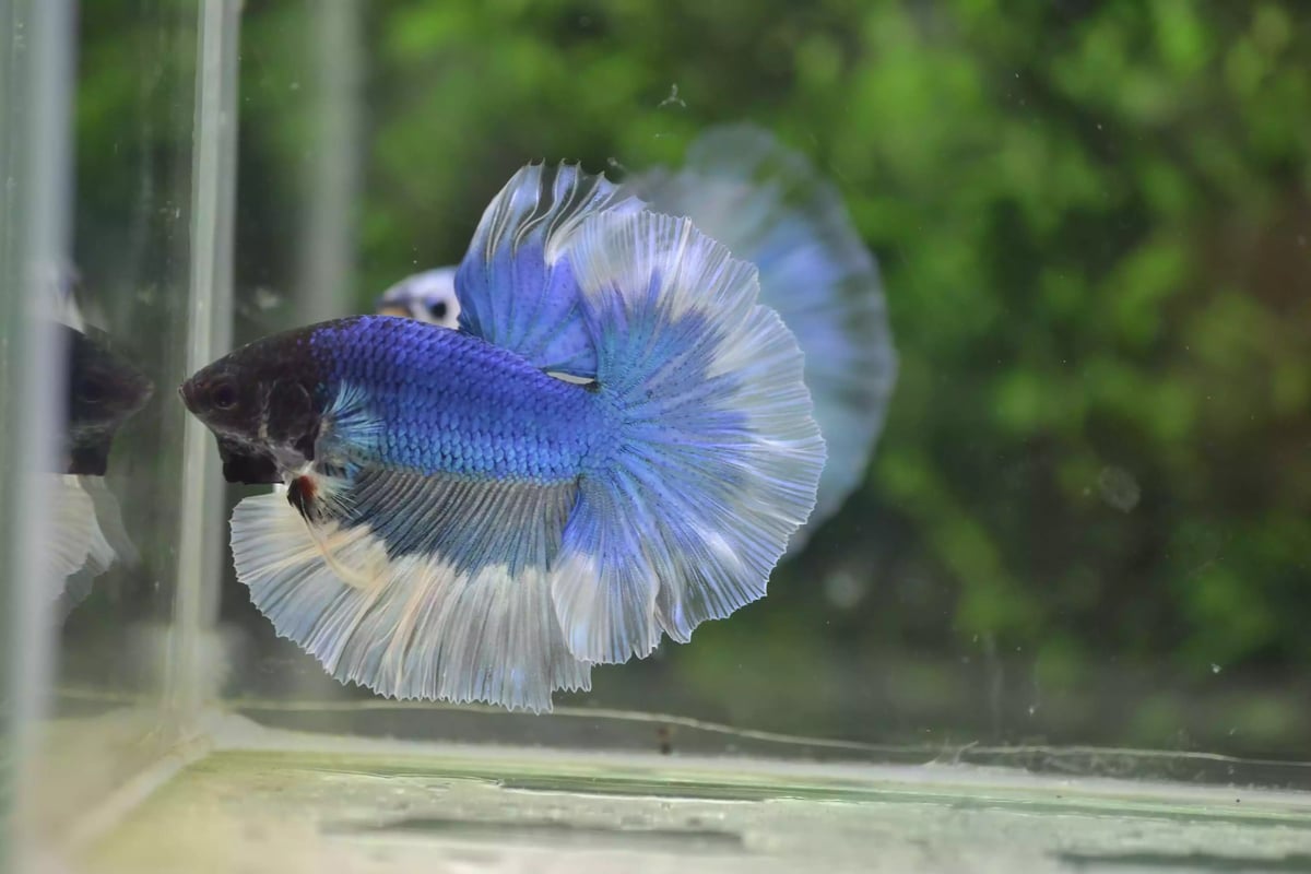 Ikan Cupang Rosetail Butterfly