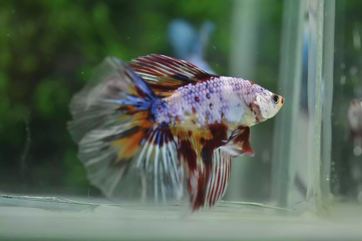 Ikan Cupang Halfmoon Double Tail Emerald