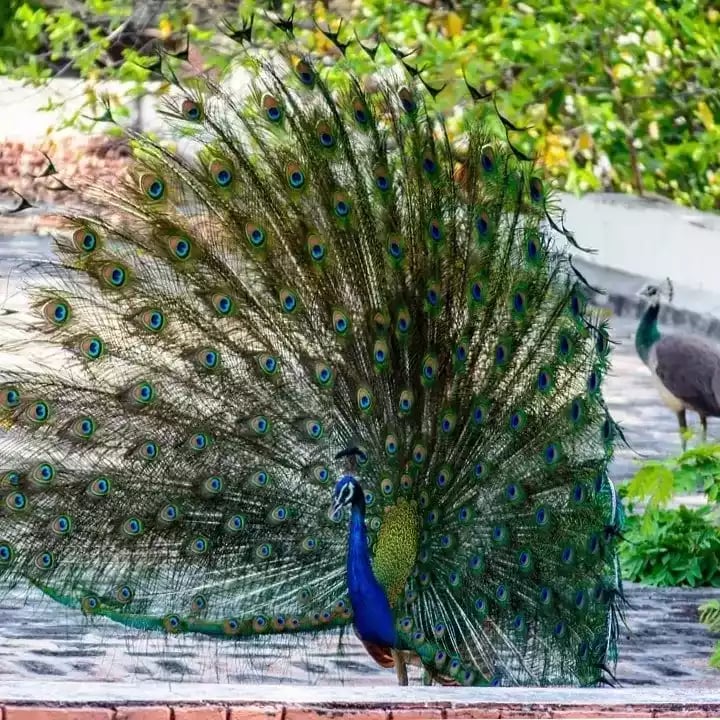 Burung Merak Blackshoulder Biru