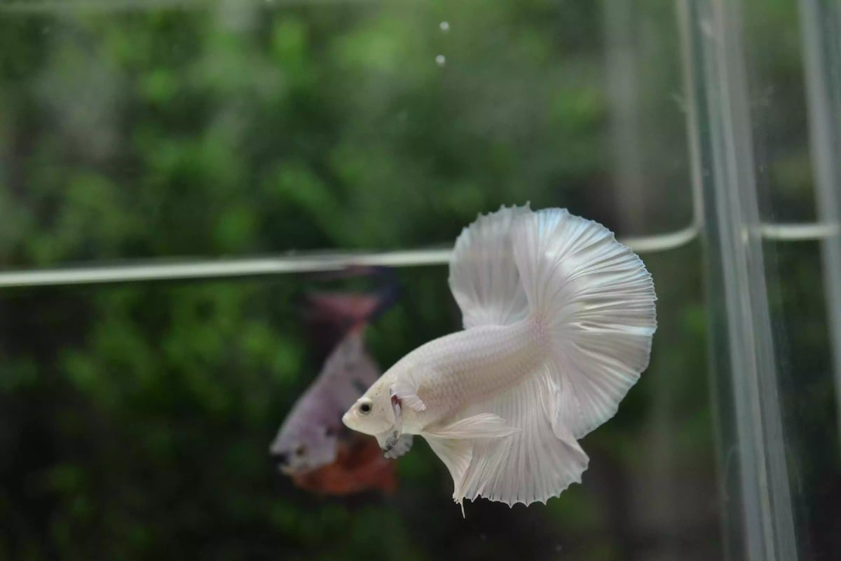 Ikan Cupang Halfmoon White