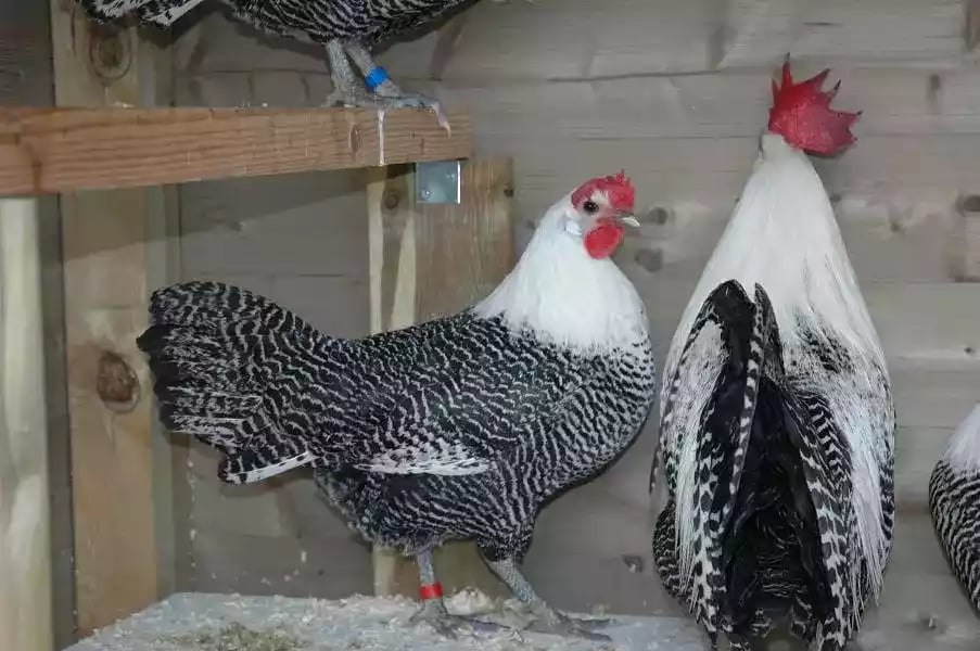 DOC Ayam Arab Petelur