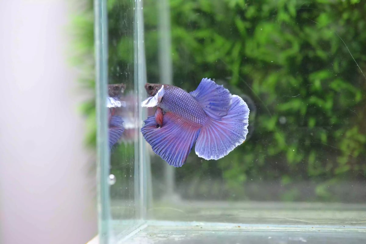 Ikan Cupang Halfmoon Dumbo Ear