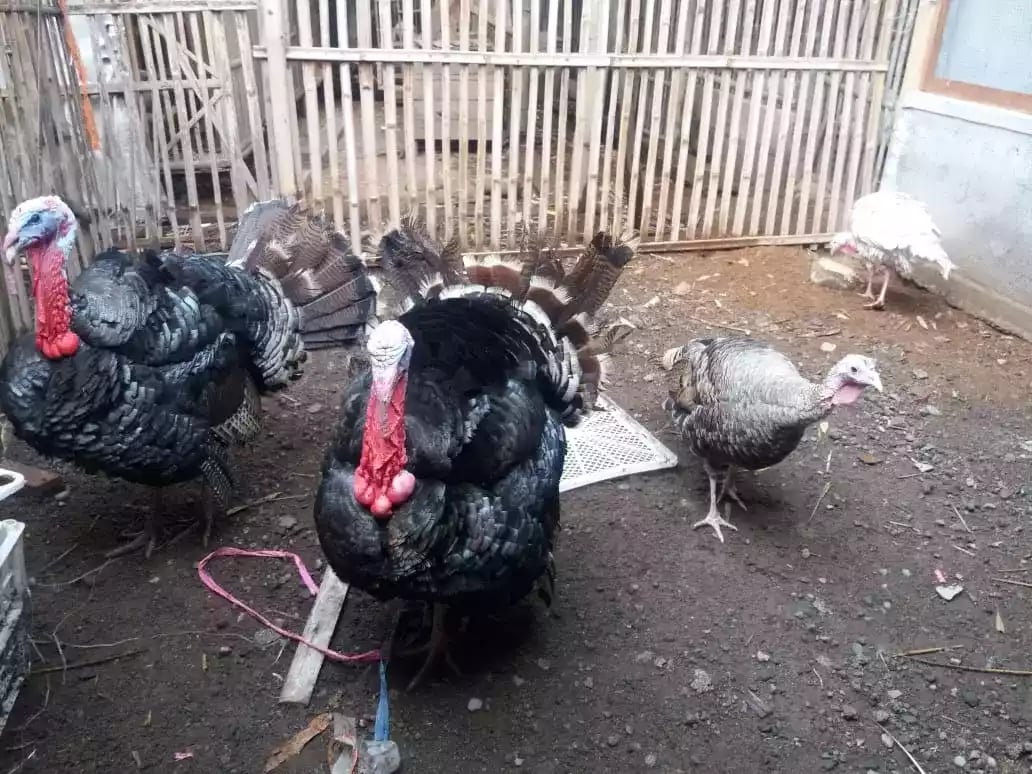 Kalkun Black Spanish