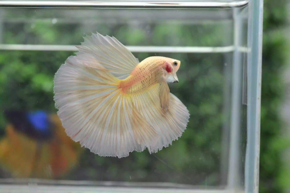 Ikan Cupang Halfmoon Potato