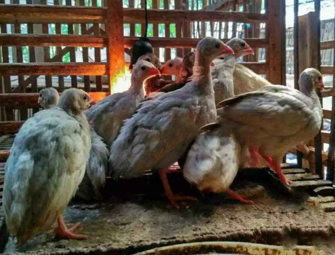 Ayam Mutiara Lavender (Silver)