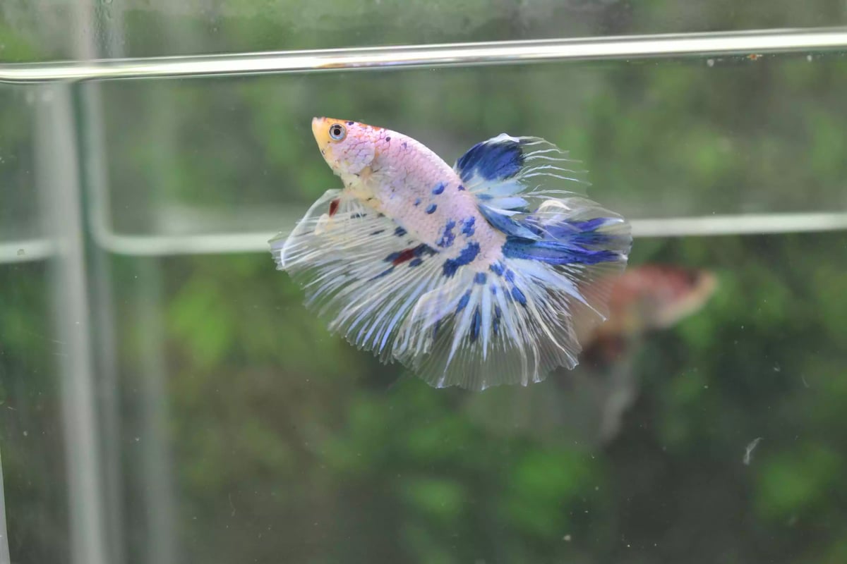 Ikan Cupang Halfmoon Marble