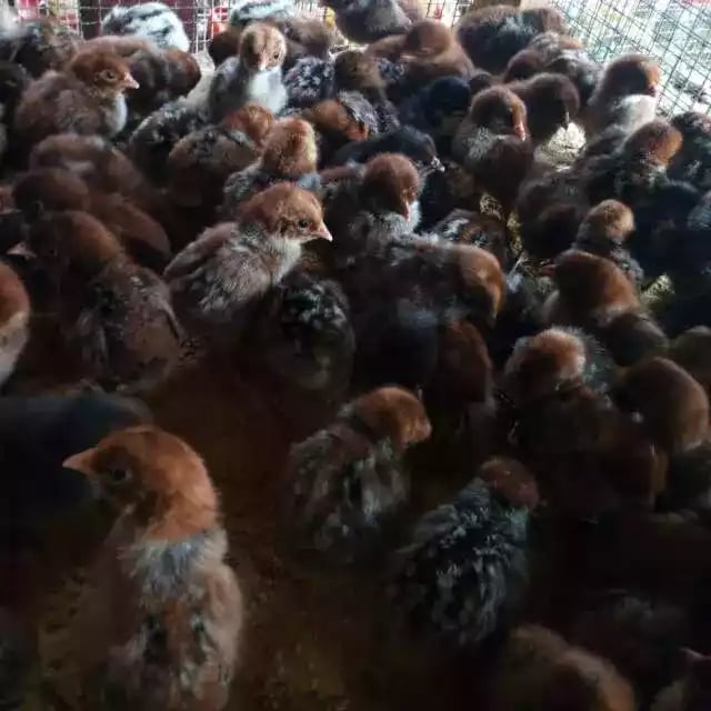 DOC Ayam Arab Petelur