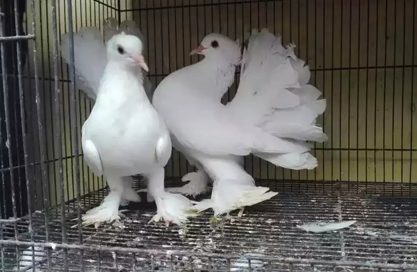 Burung Merpati Kipas