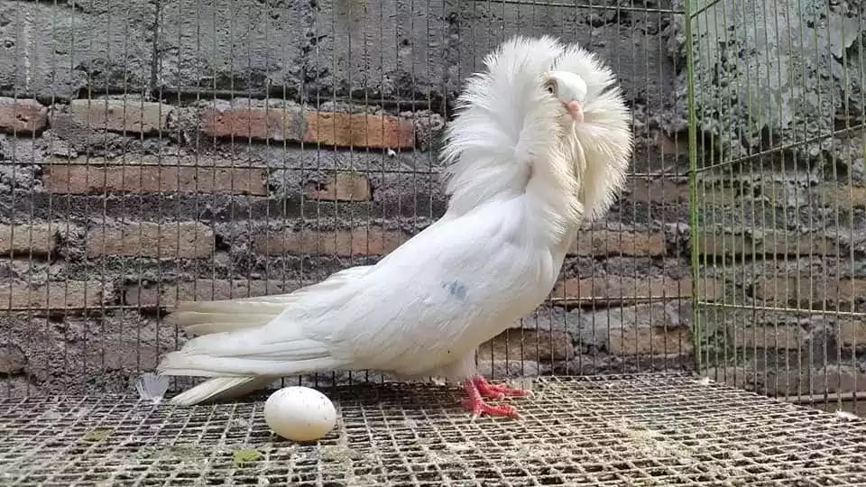Burung Merpati Jacobin